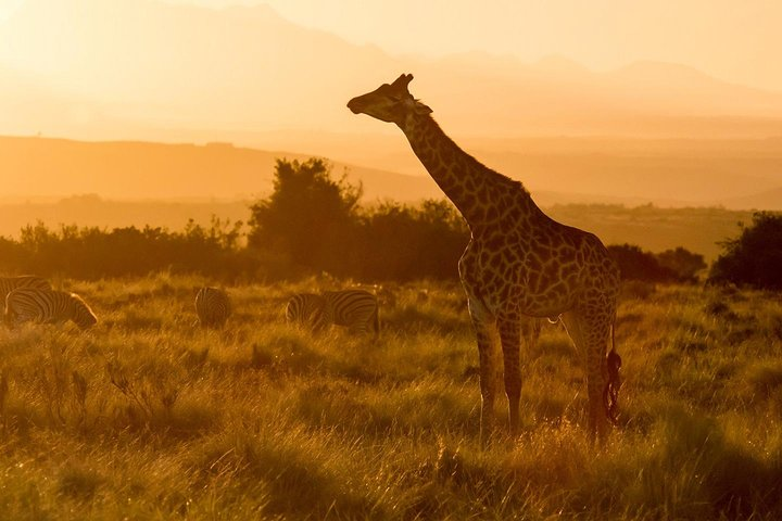 Botlierskop Private Nature Reserve Game Drives